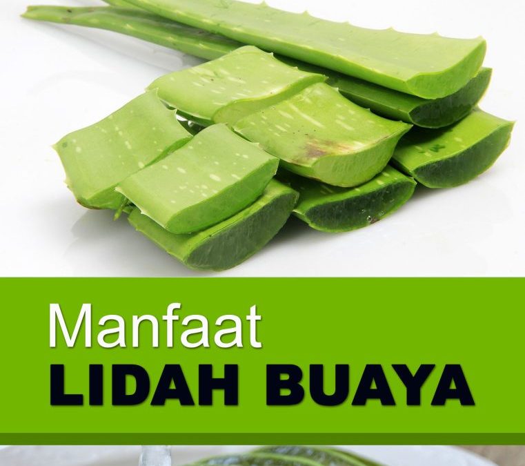 Manfaat Lidah Buaya